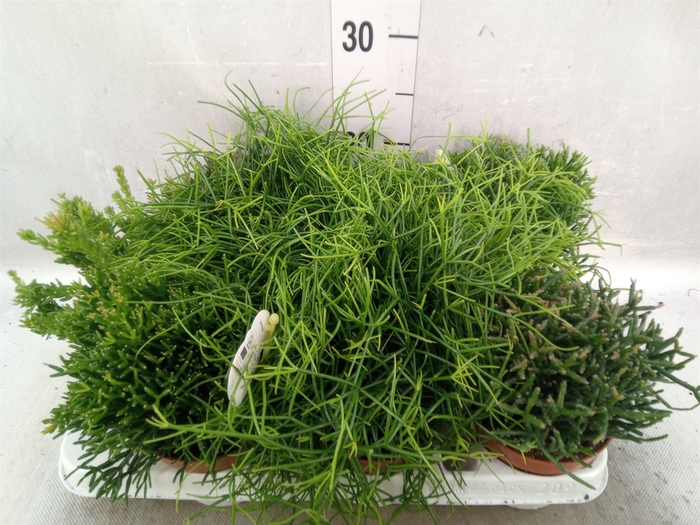 <h4>Rhipsalis   ...mix</h4>