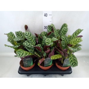 Ctenanthe burle-marxii