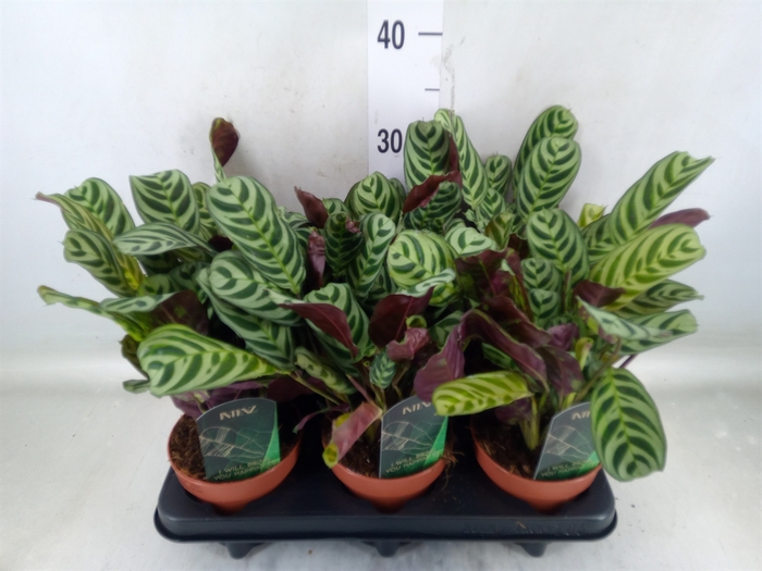 <h4>Ctenanthe burle-marxii</h4>