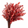 Euc. Cinerea Preserved Red