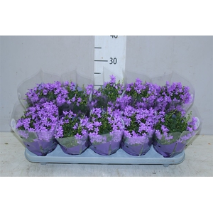 Campanula Port Ocean Blue In Hoes