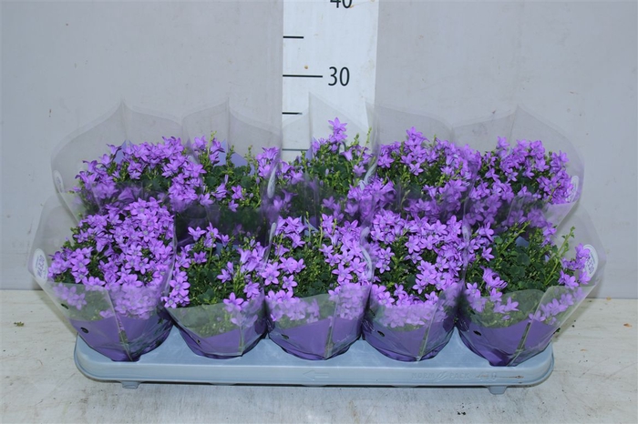 <h4>Campanula Port Ocean Blue In Hoes</h4>