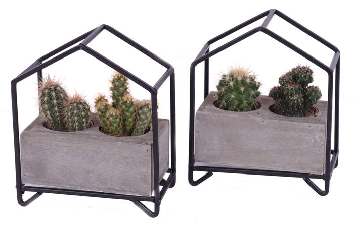 <h4>2x cactus mix in metalen huisplanter</h4>