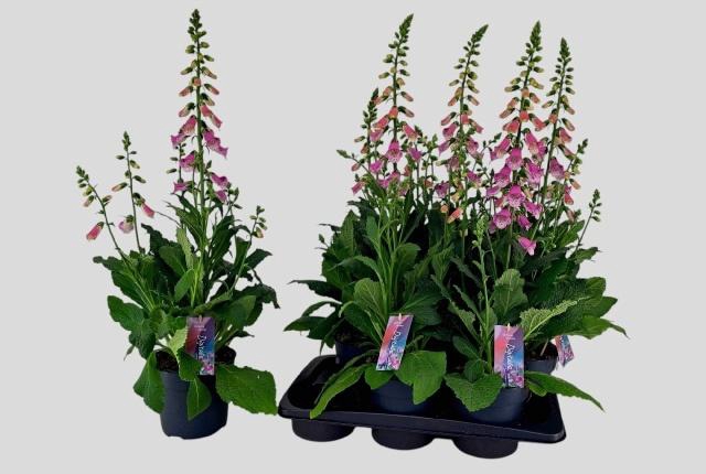 <h4>DIGI PANTHER</h4>