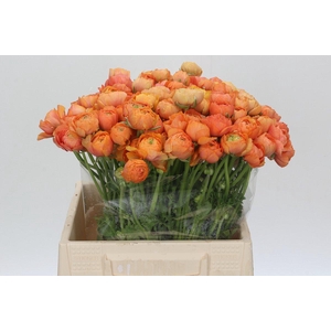 Ranunculus Elegance Salmon