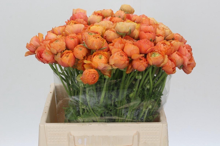 <h4>Ranunculus Elegance Salmon</h4>