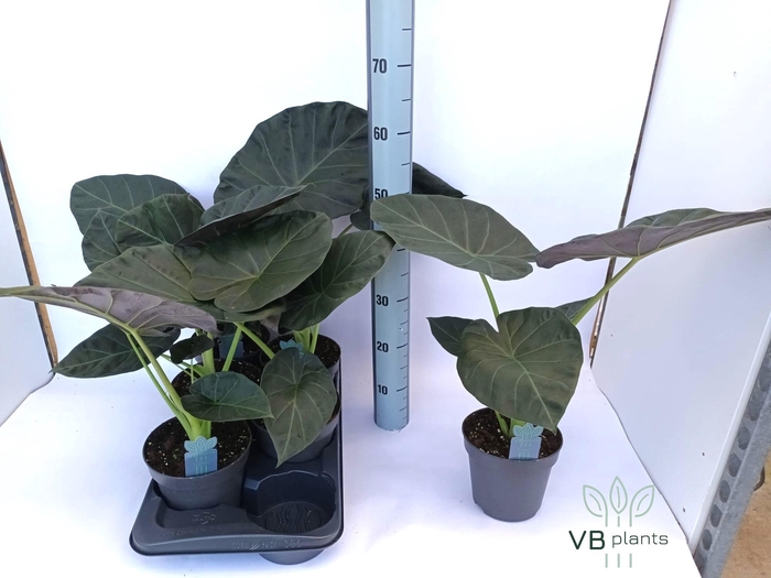 <h4>ALOC REGAL SHIELDS</h4>