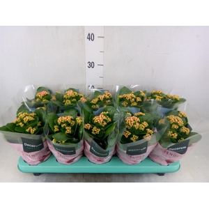 Kalanchoe blos. 'Serenity Salmon'