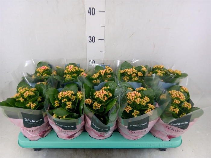 <h4>Kalanchoe blos. 'Serenity Salmon'</h4>