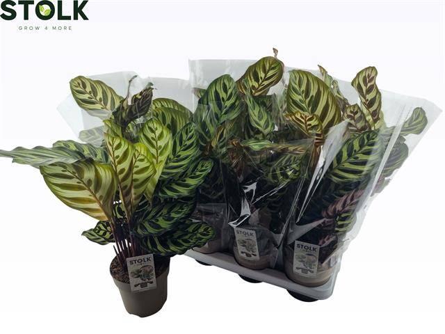 <h4>CALAT MAKOYANA</h4>