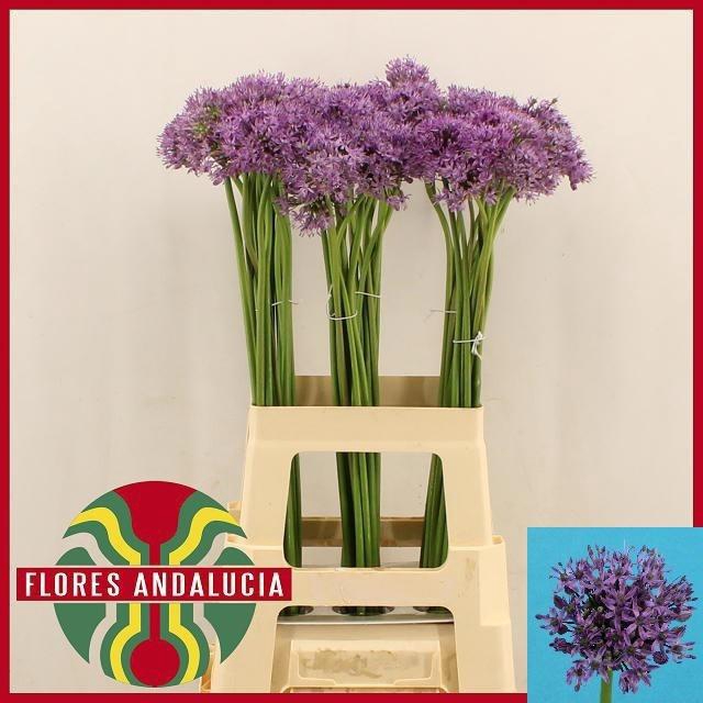<h4>Allium Aflatunense</h4>
