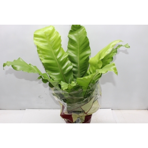 ASPLENIUM NIDUS P17