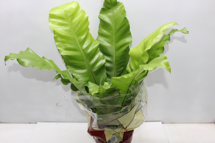 <h4>ASPLENIUM NIDUS P17</h4>
