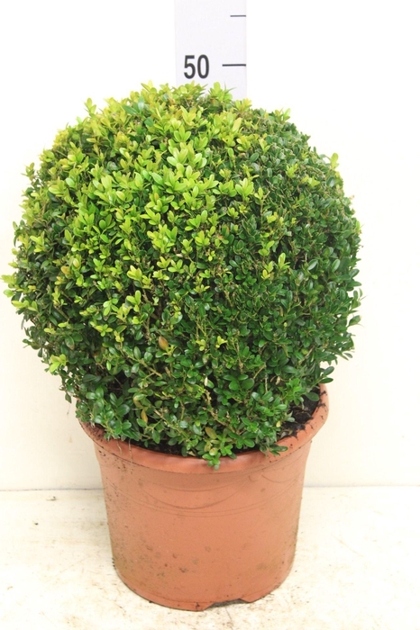 <h4>Buxus sempervirens bol P26 (potgekweekt)</h4>