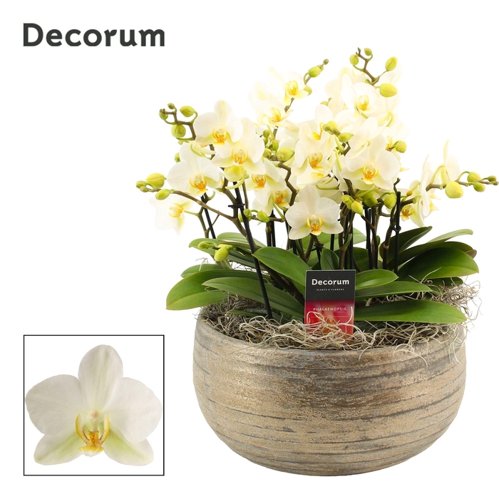 <h4>Oro dazzling 9+ tak symphony Lausanne (Deco-collection)</h4>