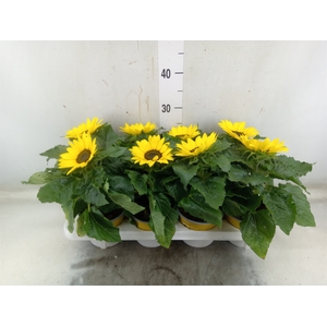 Helianthus an. 'Sunsation'