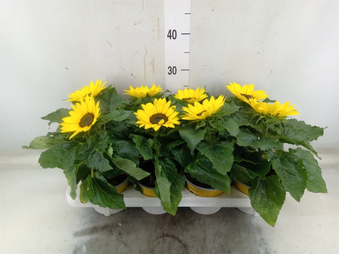 <h4>Helianthus an. 'Sunsation'</h4>