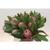 Protea Susara