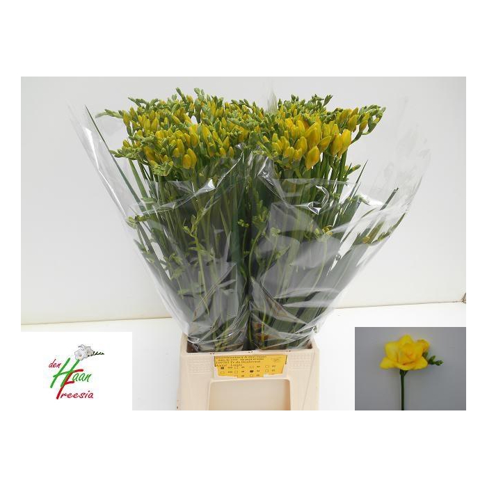 <h4>Fr Du Boulevard</h4>