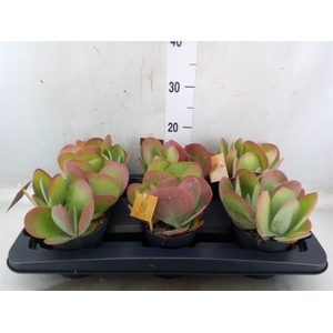 Kalanchoe NF thyrsiflora