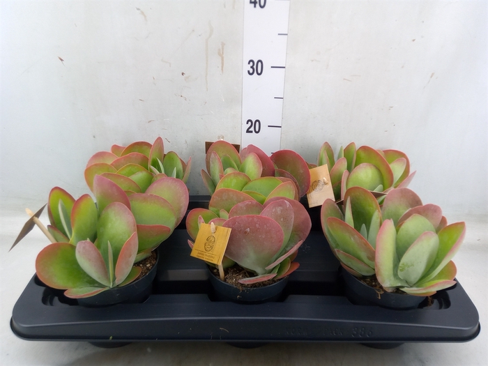 <h4>Kalanchoe NF thyrsiflora</h4>