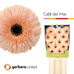 Gerbera diamond cafe del mar