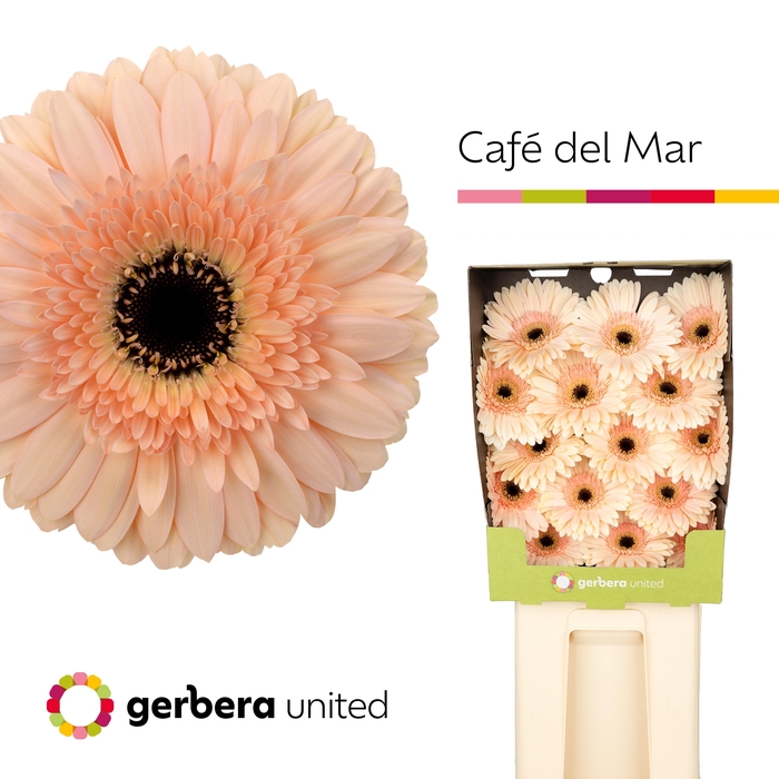 <h4>Gerbera diamond cafe del mar</h4>