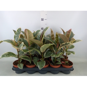 Ficus elastica 'Tineke'