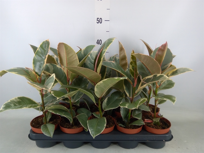 <h4>Ficus elastica 'Tineke'</h4>