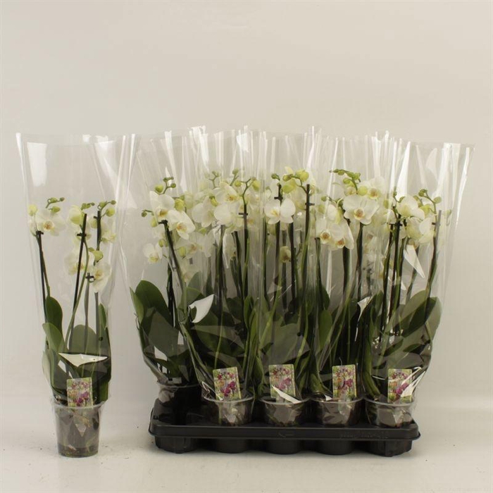 <h4>PHAL OV WIT</h4>