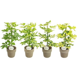 Schefflera Mix in Terracotta Grijs