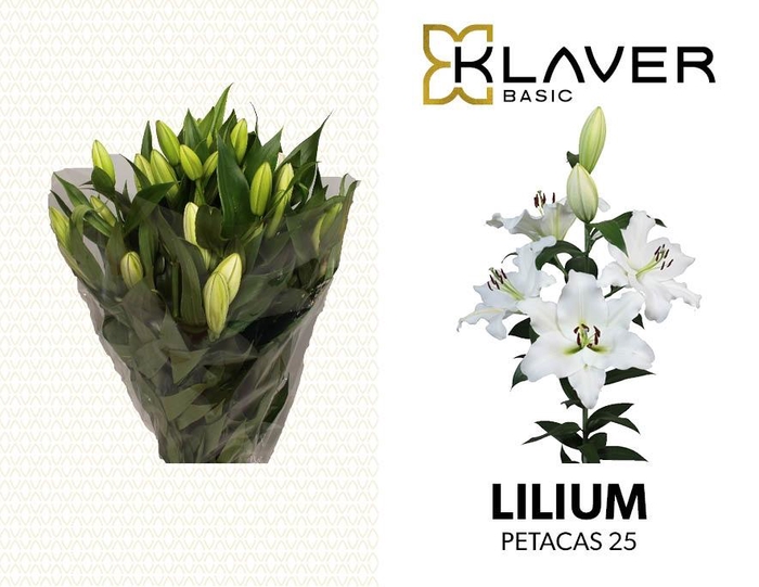 <h4>LI OT PETACAS</h4>