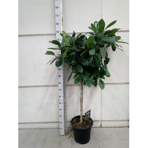 Ficus cyathistipula