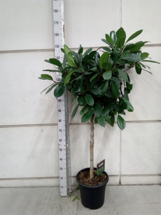 <h4>Ficus cyathistipula</h4>