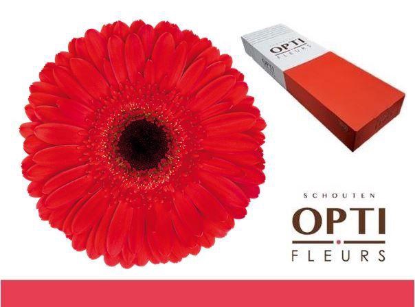 <h4>Gerbera Dynamic Doos</h4>