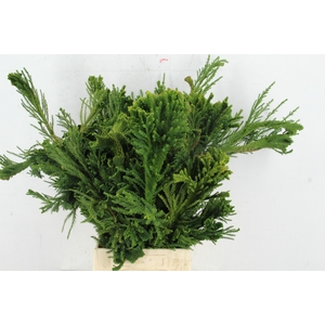 CRYPTOM J CRISTATA