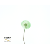 Dried Bleached Dandelion Regular Gelato Green