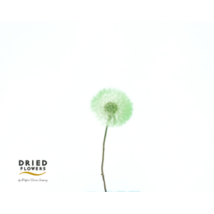 Dried Bleached Dandelion Regular Gelato Green
