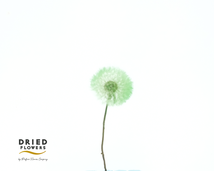 <h4>Dried Bleached Dandelion Regular Gelato Green</h4>