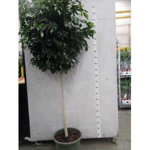 Ficus benja. 'Danielle'