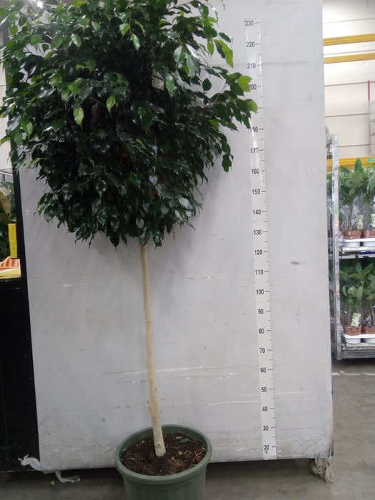 <h4>Ficus benja. 'Danielle'</h4>