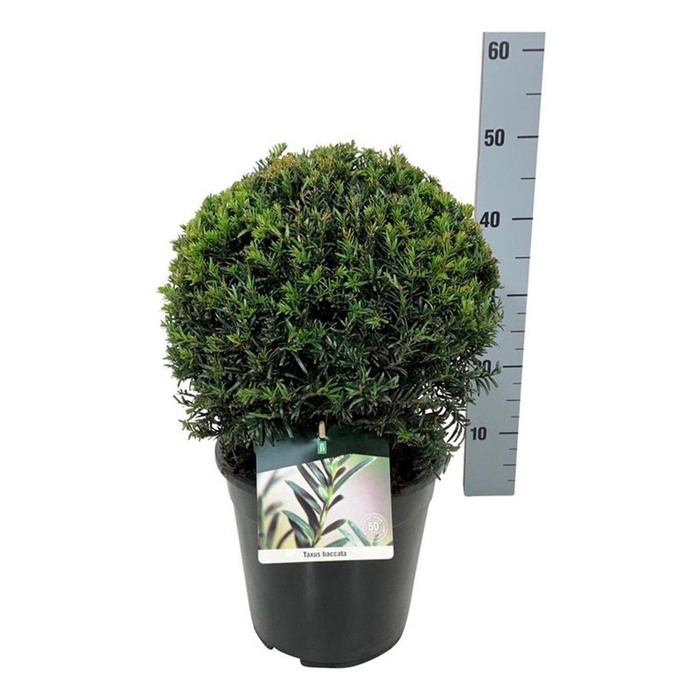 <h4>Taxus baccata</h4>