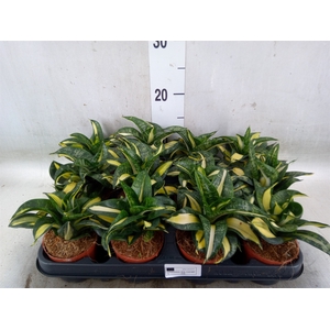 Sansevieria trifa. 'Hahnii'