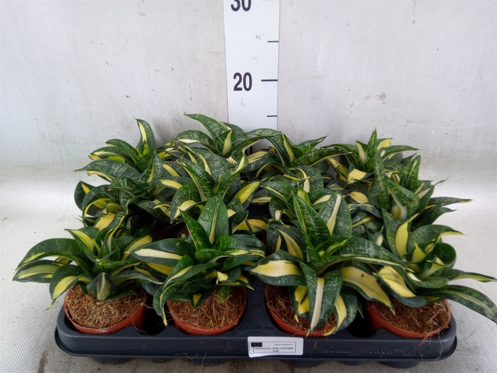 <h4>Sansevieria trifa. 'Hahnii'</h4>