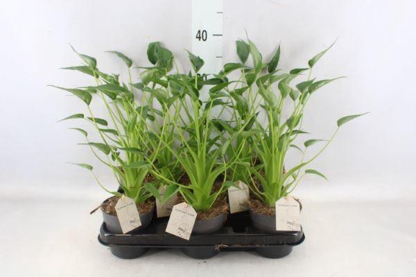 <h4>Alocasia   ...</h4>