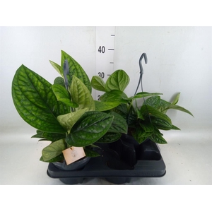 Epipremnum pinn. 'Marble Planet'