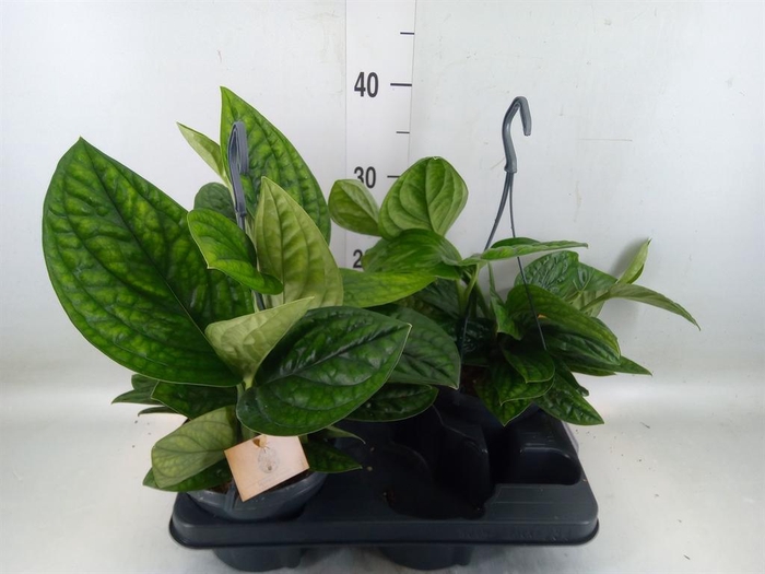 <h4>Epipremnum pinn. 'Marble Planet'</h4>