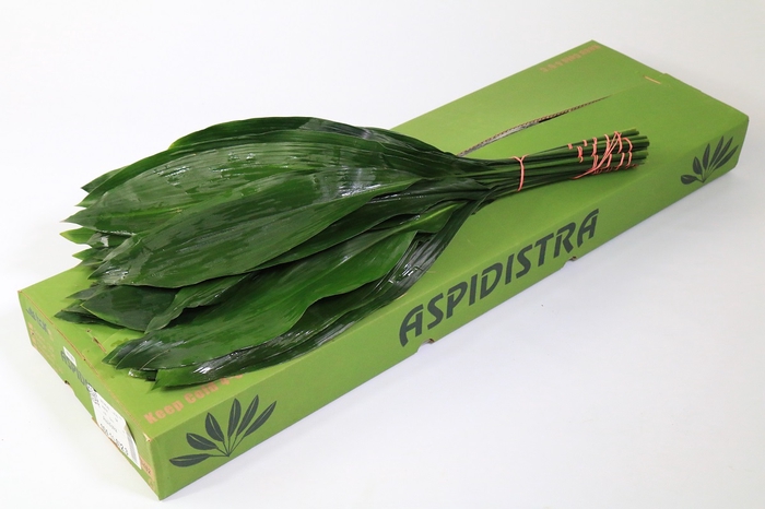 Aspidistra