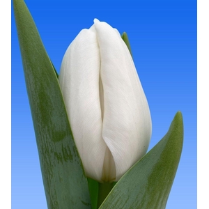 Tulipa si lanka