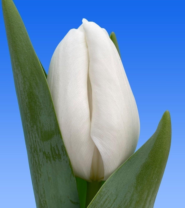 <h4>Tulipa si lanka</h4>